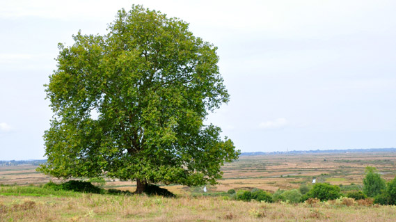 Marais de Brouage